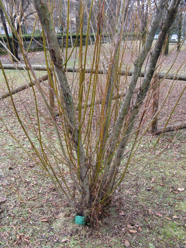 Licheni su Salix viminalis?